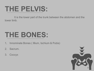 THE PELVIS:
It is the lower part of the trunk between the abdomen and the
lower limb.
THE BONES:
1. Innominate Bones ( Illium, Ischium & Pubis)
2. Sacrum.
3. Coccyx
4
 