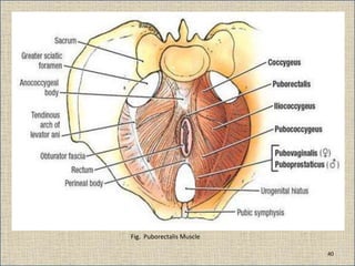 Fig. Puborectalis Muscle
40
 