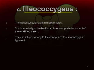 c. Illeococcygeus :
o The iliococcygeus has thin muscle fibres.
o Starts anteriorly at the ischial spines and posterior aspect of
the tendinous arch.
o They attach posteriorly to the coccyx and the anococcygeal
ligament.
42
 