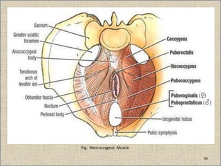 Fig. Illeococcygeus Muscle
43
 