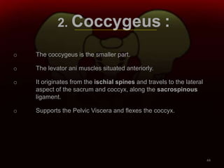 2. Coccygeus :
o The coccygeus is the smaller part.
o The levator ani muscles situated anteriorly.
o It originates from the ischial spines and travels to the lateral
aspect of the sacrum and coccyx, along the sacrospinous
ligament.
o Supports the Pelvic Viscera and flexes the coccyx.
44
 