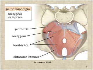 Fig. Coccygeus Muscle
45
 
