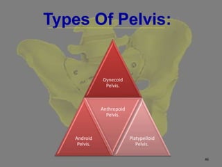 Types Of Pelvis:
Gynecoid
Pelvis.
Android
Pelvis.
Anthropoid
Pelvis.
Platypelloid
Pelvis.
46
 
