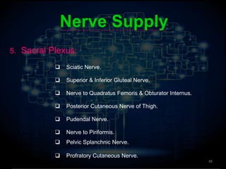 Nerve Supply
5. Sacral Plexus:
 Sciatic Nerve.
 Superior & Inferior Gluteal Nerve.
 Nerve to Quadratus Femoris & Obturator Internus.
 Posterior Cutaneous Nerve of Thigh.
 Pudendal Nerve.
 Nerve to Piriformis.
 Pelvic Splanchnic Nerve.
 Profratory Cutaneous Nerve.
48
 