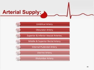 Arterial Supply:
Umbilical Artery.
Obturator Artery.
Superior & Inferior Vescial Arteries.
Middle & Superior Rectal Artery.
Internal Pudendal Artery.
Uterine Artery.
Illiolumbar Artery.
49
 