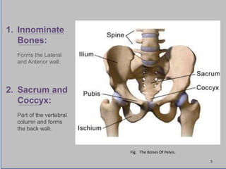 Fig. The Bones Of Pelvis.
1. Innominate
Bones:
Forms the Lateral
and Anterior wall.
2. Sacrum and
Coccyx:
Part of the vertebral
column and forms
the back wall.
5
 