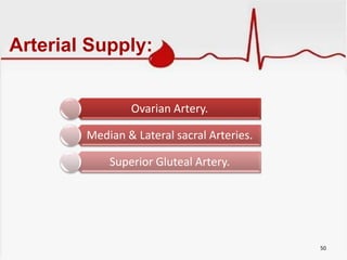 Arterial Supply:
Ovarian Artery.
Median & Lateral sacral Arteries.
Superior Gluteal Artery.
50
 