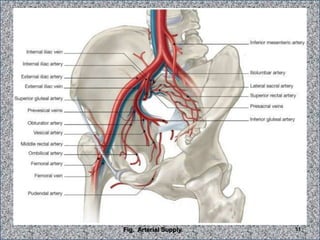 Fig. Arterial Supply. 51
 