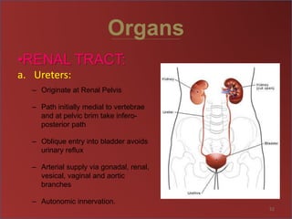 Organs
•RENAL TRACT:
a. Ureters:
– Originate at Renal Pelvis
– Path initially medial to vertebrae
and at pelvic brim take infero-
posterior path
– Oblique entry into bladder avoids
urinary reflux
– Arterial supply via gonadal, renal,
vesical, vaginal and aortic
branches
– Autonomic innervation.
52
 