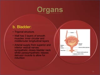 Organs
b. Bladder:
• Trigonal structure.
• Wall has 3 layers of smooth
muscles: inner circular and
middle/outer longitudinal layers
• Arterial supply from superior and
inferior vesical nerves:
sympathetic closes bladder neck
whilst parasympathetic relaxes
detrusor muscle to allow for
miturition
53
 