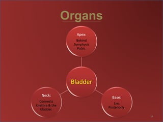 Organs
Bladder
Apex:
Behind
Symphysis
Pubis.
Base:
Lies
Posteriorly.
Neck:
Connects
Urethra & the
bladder.
54
 