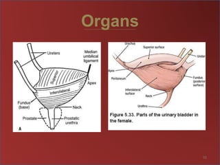Organs
55
 