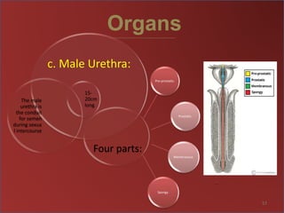 Organs
57
c. Male Urethra:
15-
20cm
long
Four parts:
The male
urethra is
the conduit
for semen
during sexua
l intercourse
Pre-prostatic.
Prostatic.
Membranous.
Spongy.
 