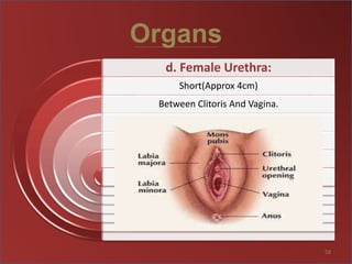 Organs
58
d. Female Urethra:
Short(Approx 4cm)
Between Clitoris And Vagina.
 