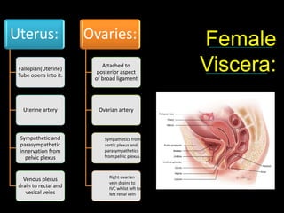 59
Uterus:
Fallopian(Uterine)
Tube opens into it.
Uterine artery
Sympathetic and
parasympathetic
innervation from
pelvic plexus
Venous plexus
drain to rectal and
vesical veins
Ovaries:
Attached to
posterior aspect
of broad ligament
Ovarian artery
Sympathetics from
aortic plexus and
parasympathetics
from pelvic plexus.
Right ovarian
vein drains to
IVC whilst left to
left renal vein
Female
Viscera:
 