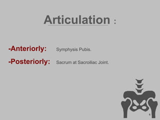 Articulation :
-Anteriorly: Symphysis Pubis.
-Posteriorly: Sacrum at Sacroiliac Joint.
6
 