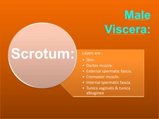 61
Layers are :
• Skin.
• Dartos muscle.
• External spermatic fascia.
• Cremaster muscle.
• Internal spermatic fascia.
• Tunica vaginalis & tunica
albuginea
Scrotum:
Male
Viscera:
 