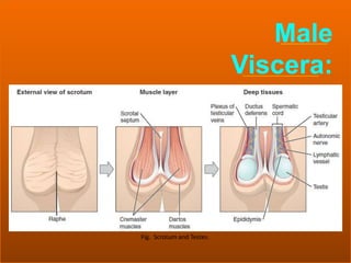 63
Fig. Scrotum and Testes.
Male
Viscera:
 