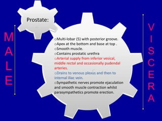 64
M
A
L
E
V
I
S
C
E
R
A
Prostate:
oMulti-lobar (5) with posterior groove.
oApex at the bottom and base at top .
oSmooth muscle.
oContains prostatic urethra
oArterial supply from inferior vesical,
middle rectal and occasionally pudendal
arteries.
oDrains to venous plexus and then to
internal iliac vein.
oSympathetic nerves promote ejaculation
and smooth muscle contraction whilst
parasympathetics promote erection.
 