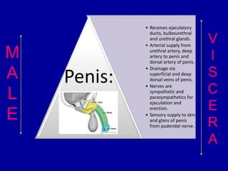 66
M
A
L
E
V
I
S
C
E
R
A
• Receives ejaculatory
ducts, bulbourethral
and urethral glands.
• Arterial supply from
urethral artery, deep
artery to penis and
dorsal artery of penis.
• Drainage via
superficial and deep
dorsal veins of penis.
• Nerves are
sympathetic and
parasympathetics for
ejaculation and
erection.
• Sensory supply to skin
and glans of penis
from pudendal nerve.
Penis:
 