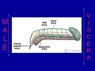 67
M
A
L
E
V
I
S
C
E
R
A
 