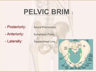 PELVIC BRIM :
- Posteriorly: Sacral Promontary.
- Anteriorly: Symphysis Pubis.
- Laterally: Ileopectineal Line.
7
 