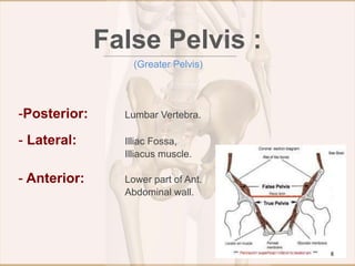 -Posterior: Lumbar Vertebra.
- Lateral: Illiac Fossa,
Illiacus muscle.
- Anterior: Lower part of Ant.
Abdominal wall.
False Pelvis :
(Greater Pelvis)
8
 