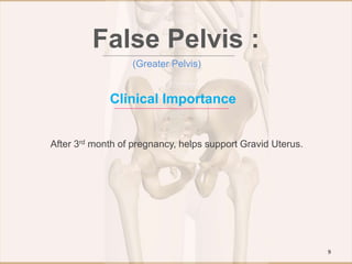 Clinical Importance
After 3rd month of pregnancy, helps support Gravid Uterus.
False Pelvis :
(Greater Pelvis)
9
 