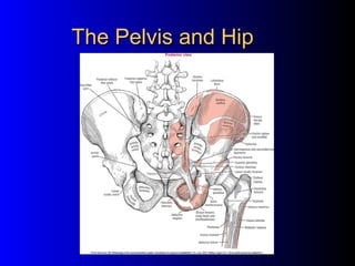 The Pelvis and Hip

 