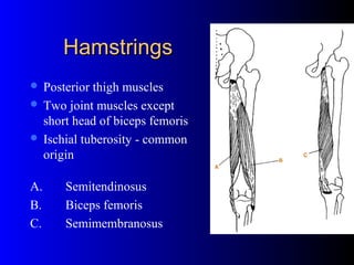 The pelvis and hip | PPT