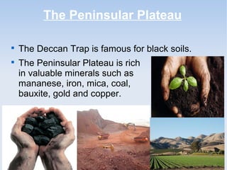 The Peninsular Plateau

The Deccan Trap is famous for black soils.

The Peninsular Plateau is rich
in valuable minerals such as
mananese, iron, mica, coal,
bauxite, gold and copper.
 