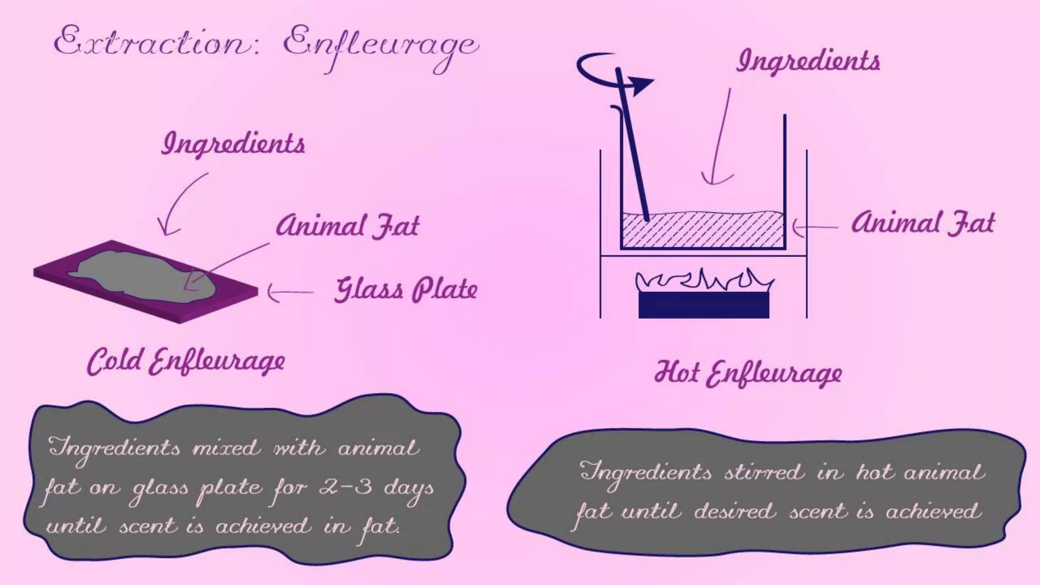 The Perfume Project - Part 1