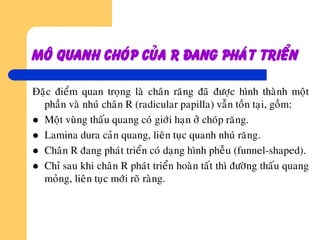 Moâ quanh choùp cuûa r ñang phaùt trieån
Ñaëc ñieåm quan troïng laø chaân raêng ñaõ ñöôïc hình thaønh moät
phaàn vaø nhuù chaân R (radicular papilla) vaãn toàn taïi, goàm:
 Moät vuøng thaáu quang coù giôùi haïn ôû choùp raêng.
 Lamina dura caûn quang, lieân tuïc quanh nhuù raêng.
 Chaân R ñang phaùt trieån coù daïng hình pheãu (funnel-shaped).
 Chæ sau khi chaân R phaùt trieån hoaøn taát thì ñöôøng thaáu quang
moûng, lieân tuïc môùi roõ raøng.
 