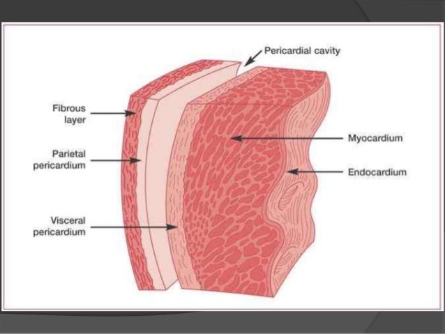 pericardial sac