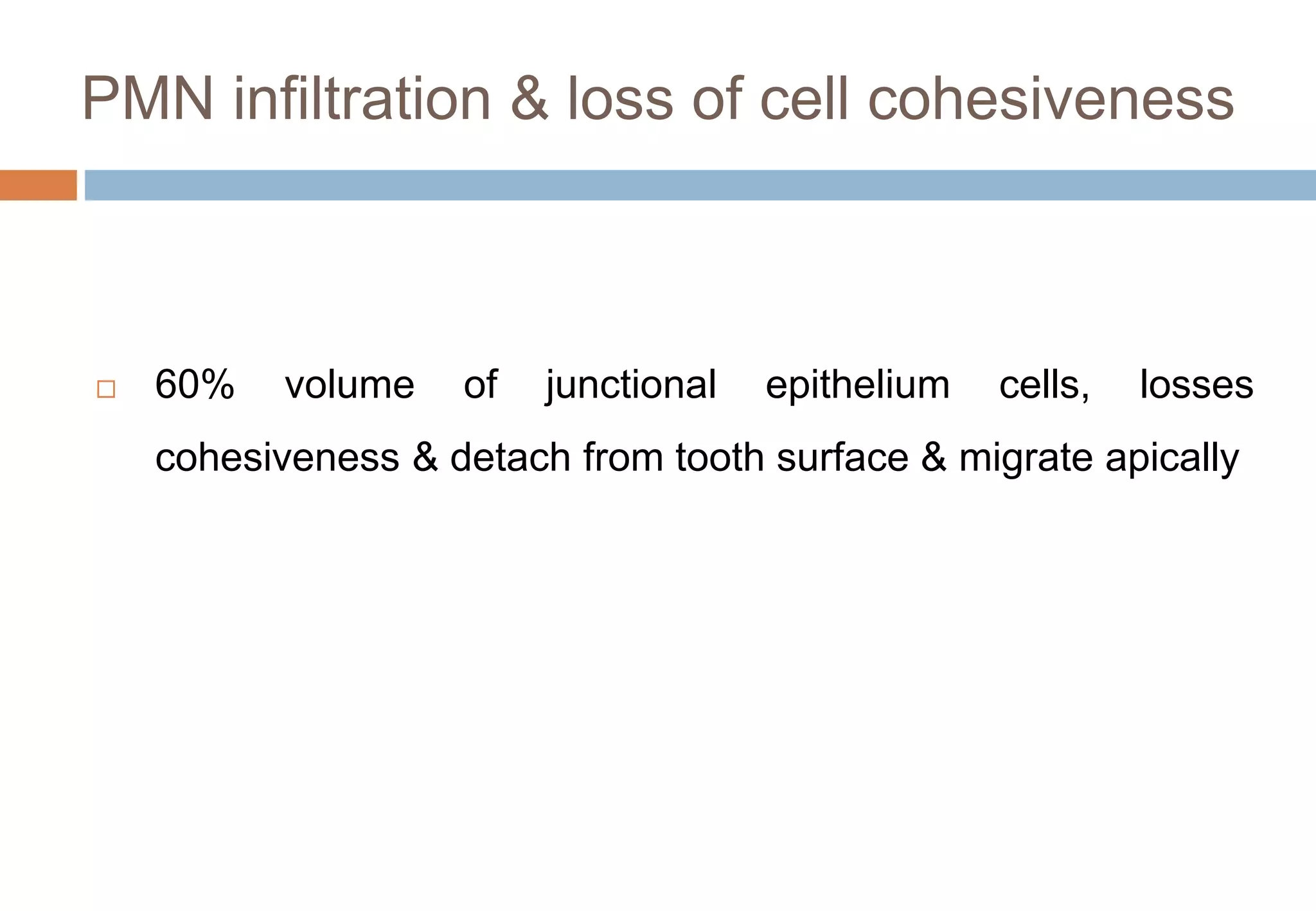 PMN infiltration & loss of cell cohesiveness
 60% volume of junctional epithelium cells, losses
cohesiveness & detach from tooth surface & migrate apically
 