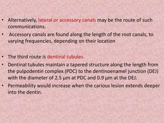 • Alternatively, lateral or accessory canals may be the route of such
communications.
• Accessory canals are found along the length of the root canals, to
varying frequencies, depending on their location
• The third route is dentinal tubules.
• Dentinal tubules maintain a tapered structure along the length from
the pulpodentin complex (PDC) to the dentinoenamel junction (DEJ)
with the diameter of 2.5 μm at PDC and 0.9 μm at the DEJ.
• Permeability would increase when the carious lesion extends deeper
into the dentin.
 