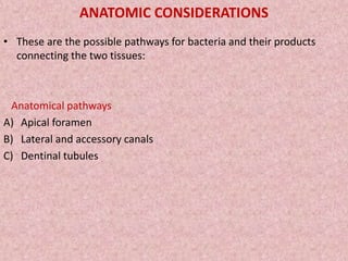 ANATOMIC CONSIDERATIONS
• These are the possible pathways for bacteria and their products
connecting the two tissues:
Anatomical pathways
A) Apical foramen
B) Lateral and accessory canals
C) Dentinal tubules
 