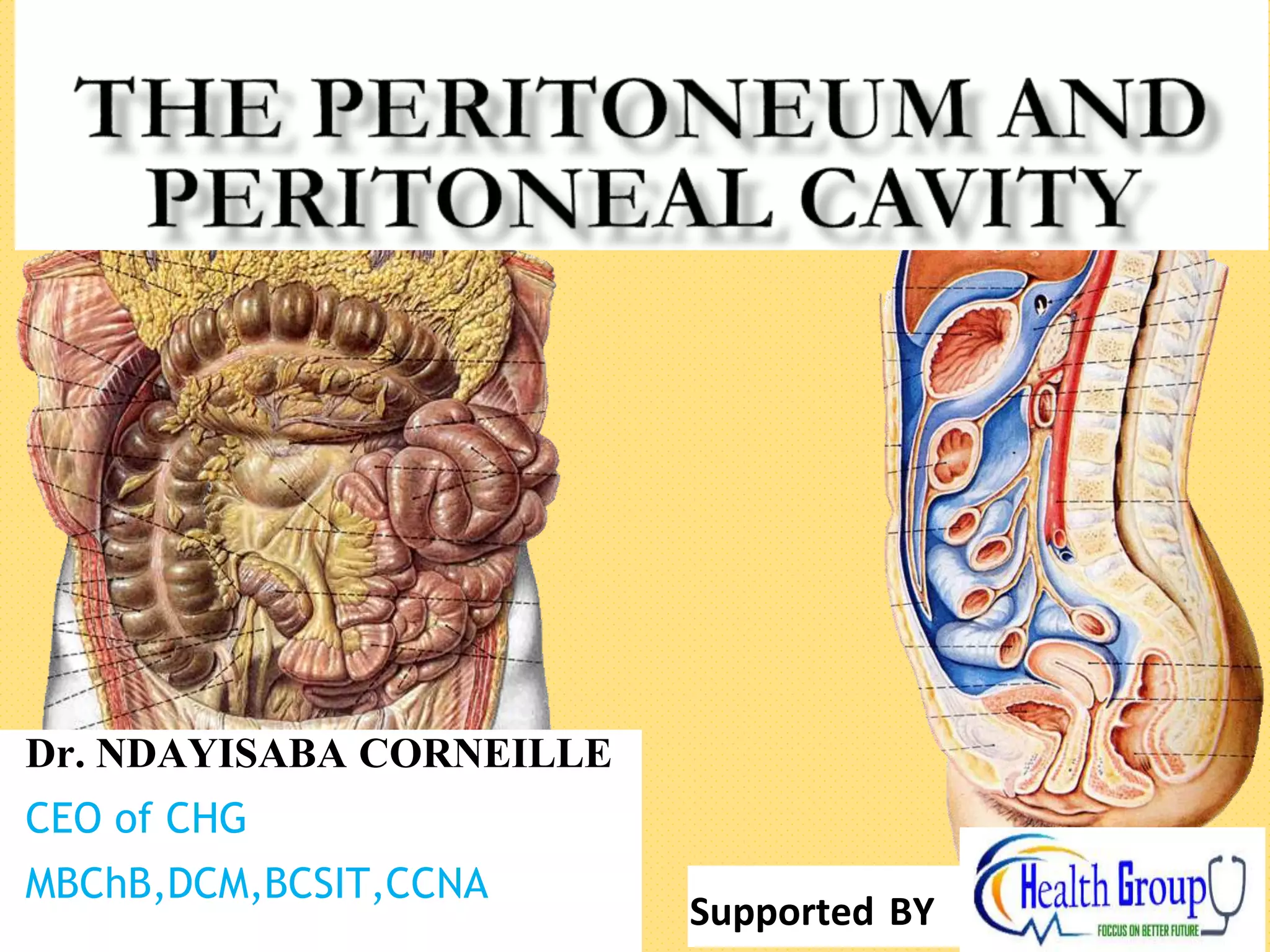Peritoneum Anatomy Peritoneum Anatomy