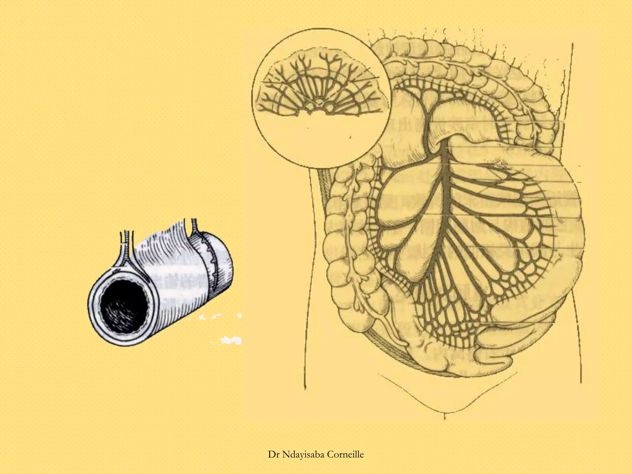 Dr Ndayisaba Corneille
 