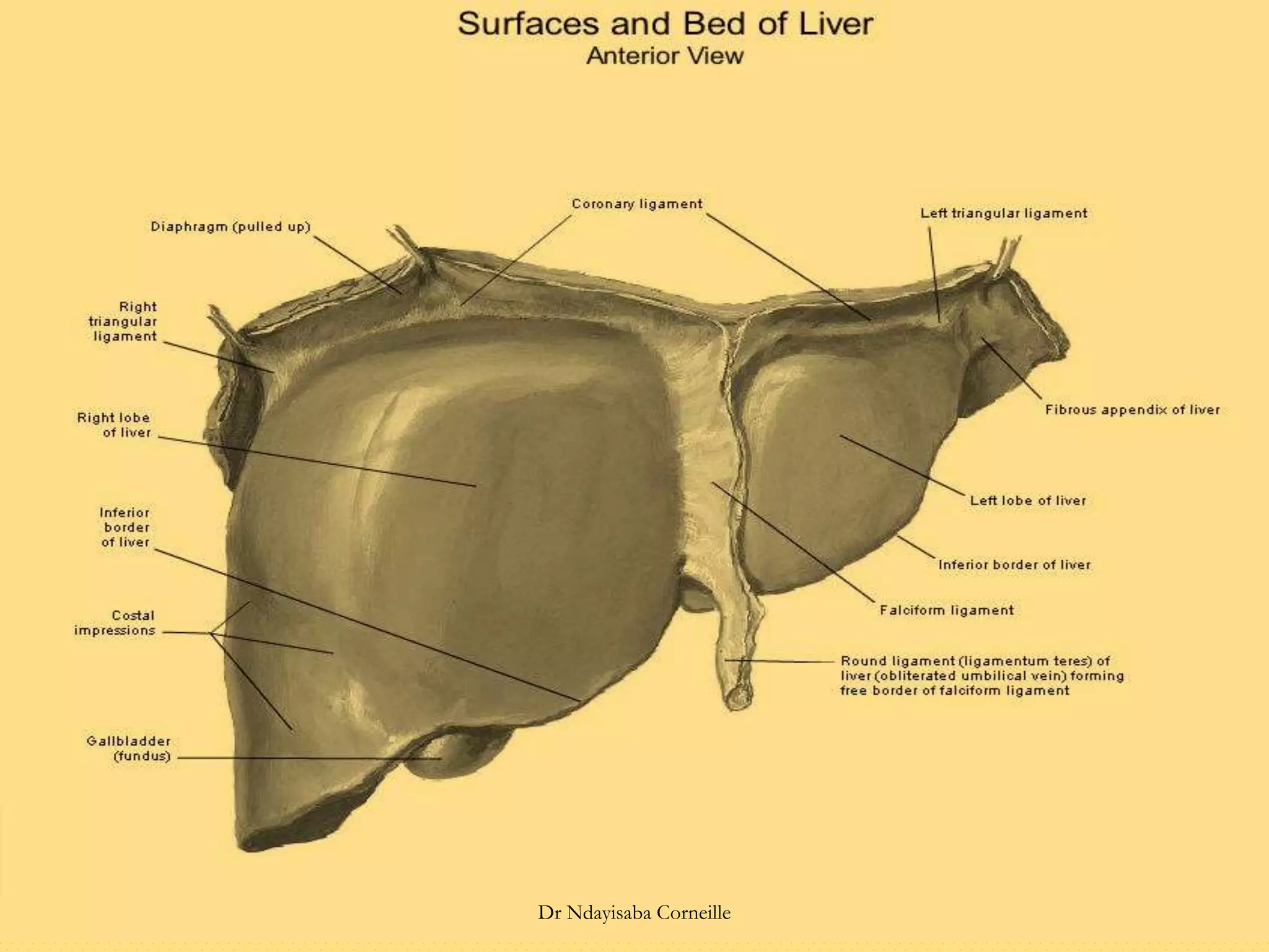 Dr Ndayisaba Corneille
 
