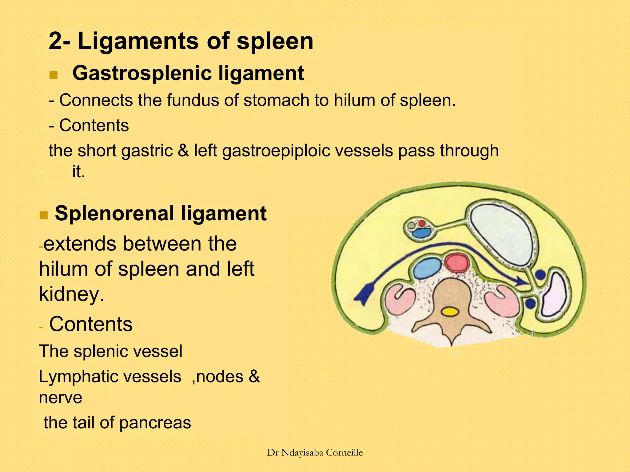 2- Ligaments of spleen
 Gastrosplenic ligament
- Connects the fundus of stomach to hilum of spleen.
- Contents
the short gastric & left gastroepiploic vessels pass through
it.
 Splenorenal ligament
-extends between the
hilum of spleen and left
kidney.
- Contents
The splenic vessel
Lymphatic vessels ,nodes &
nerve
the tail of pancreas
Dr Ndayisaba Corneille
 