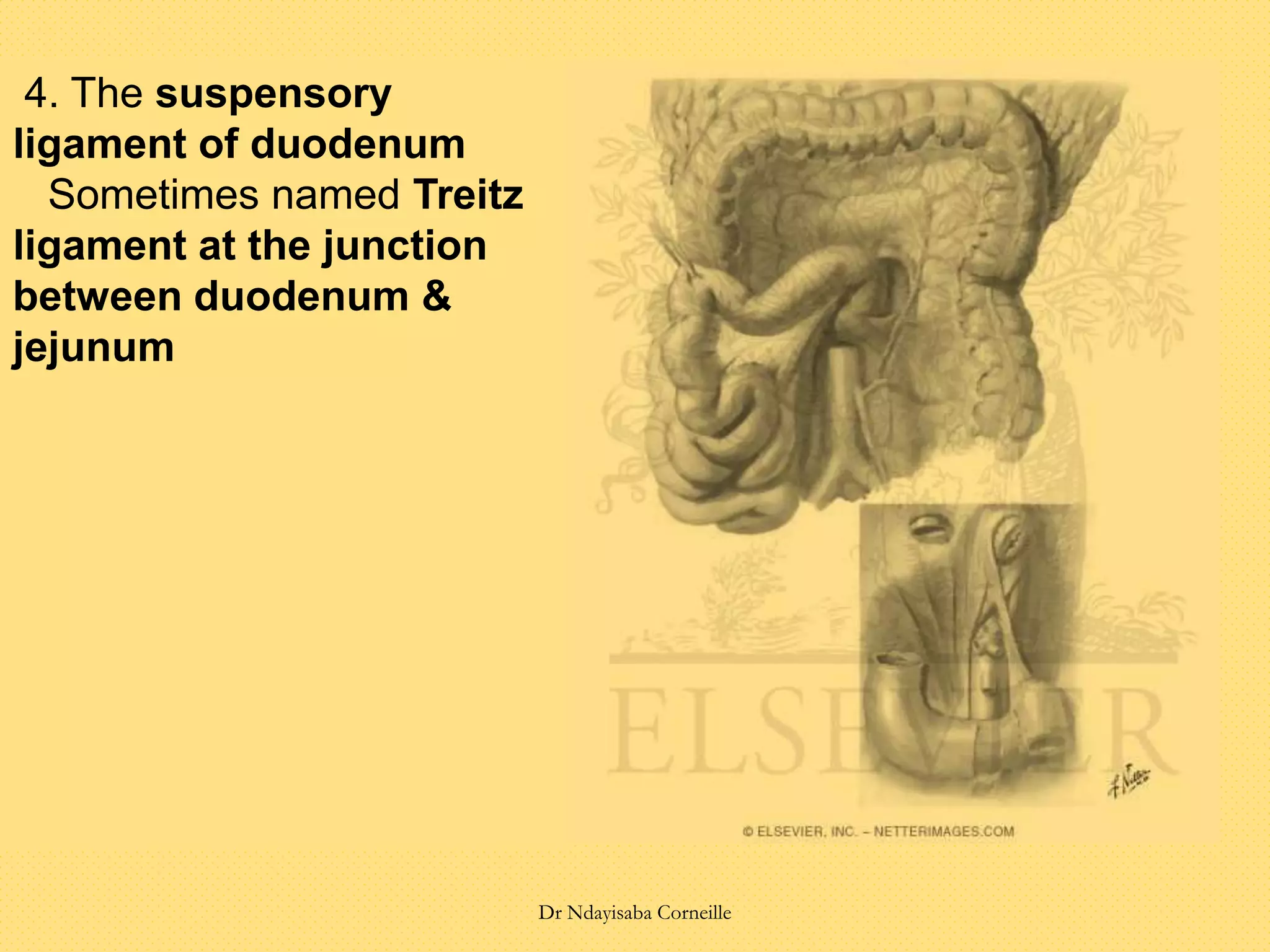 4. The suspensory
ligament of duodenum
Sometimes named Treitz
ligament at the junction
between duodenum &
jejunum
Dr Ndayisaba Corneille
 