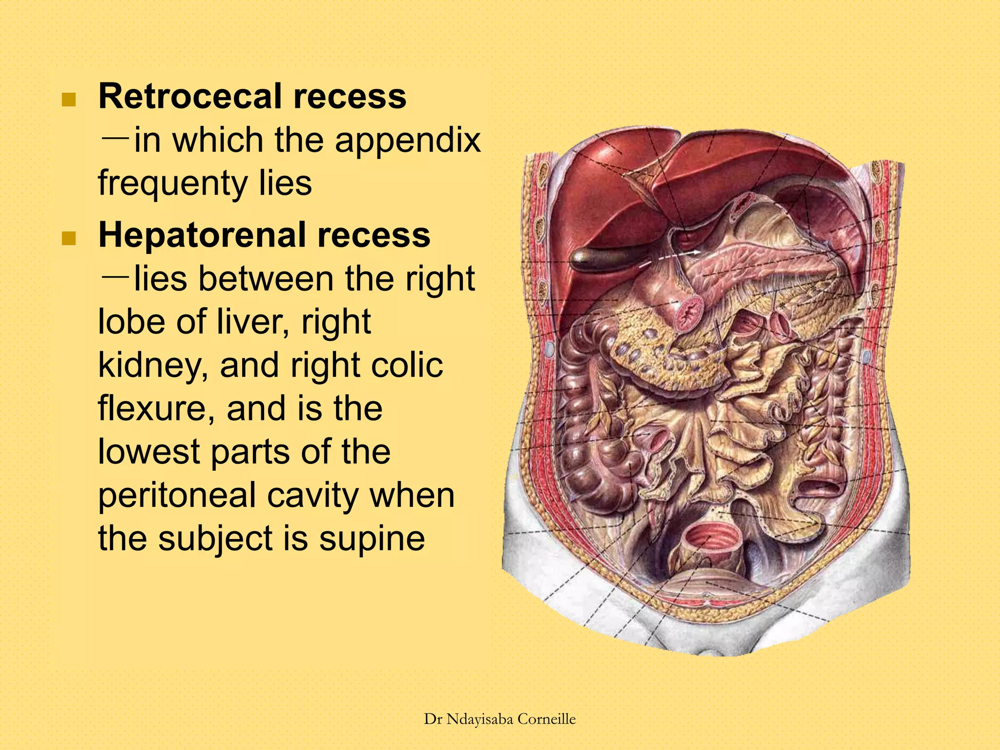  Retrocecal recess
－in which the appendix
frequenty lies
 Hepatorenal recess
－lies between the right
lobe of liver, right
kidney, and right colic
flexure, and is the
lowest parts of the
peritoneal cavity when
the subject is supine
Dr Ndayisaba Corneille
 