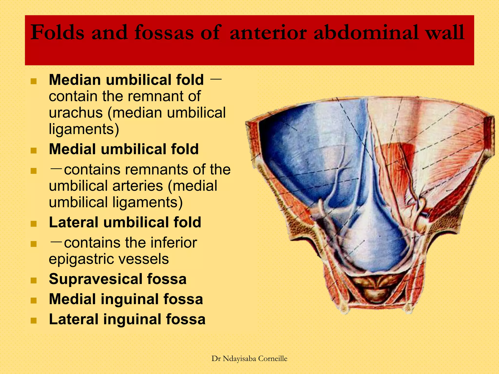 Folds and fossas of anterior abdominal wall
 Median umbilical fold －
contain the remnant of
urachus (median umbilical
ligaments)
 Medial umbilical fold
 －contains remnants of the
umbilical arteries (medial
umbilical ligaments)
 Lateral umbilical fold
 －contains the inferior
epigastric vessels
 Supravesical fossa
 Medial inguinal fossa
 Lateral inguinal fossa
Dr Ndayisaba Corneille
 