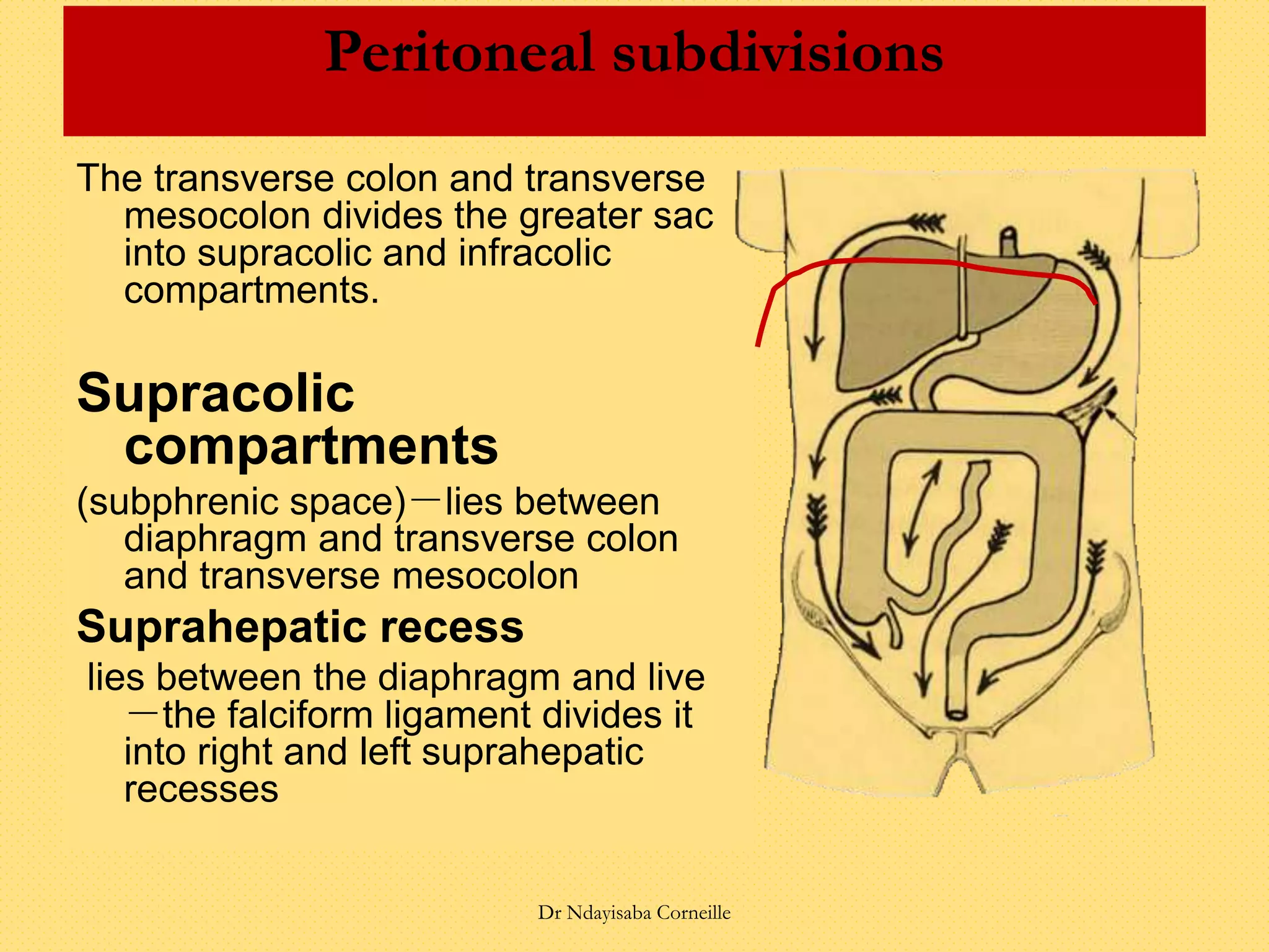 Peritoneal subdivisions
The transverse colon and transverse
mesocolon divides the greater sac
into supracolic and infracolic
compartments.
Supracolic
compartments
(subphrenic space)－lies between
diaphragm and transverse colon
and transverse mesocolon
Suprahepatic recess
lies between the diaphragm and live
－the falciform ligament divides it
into right and left suprahepatic
recesses
Dr Ndayisaba Corneille
 