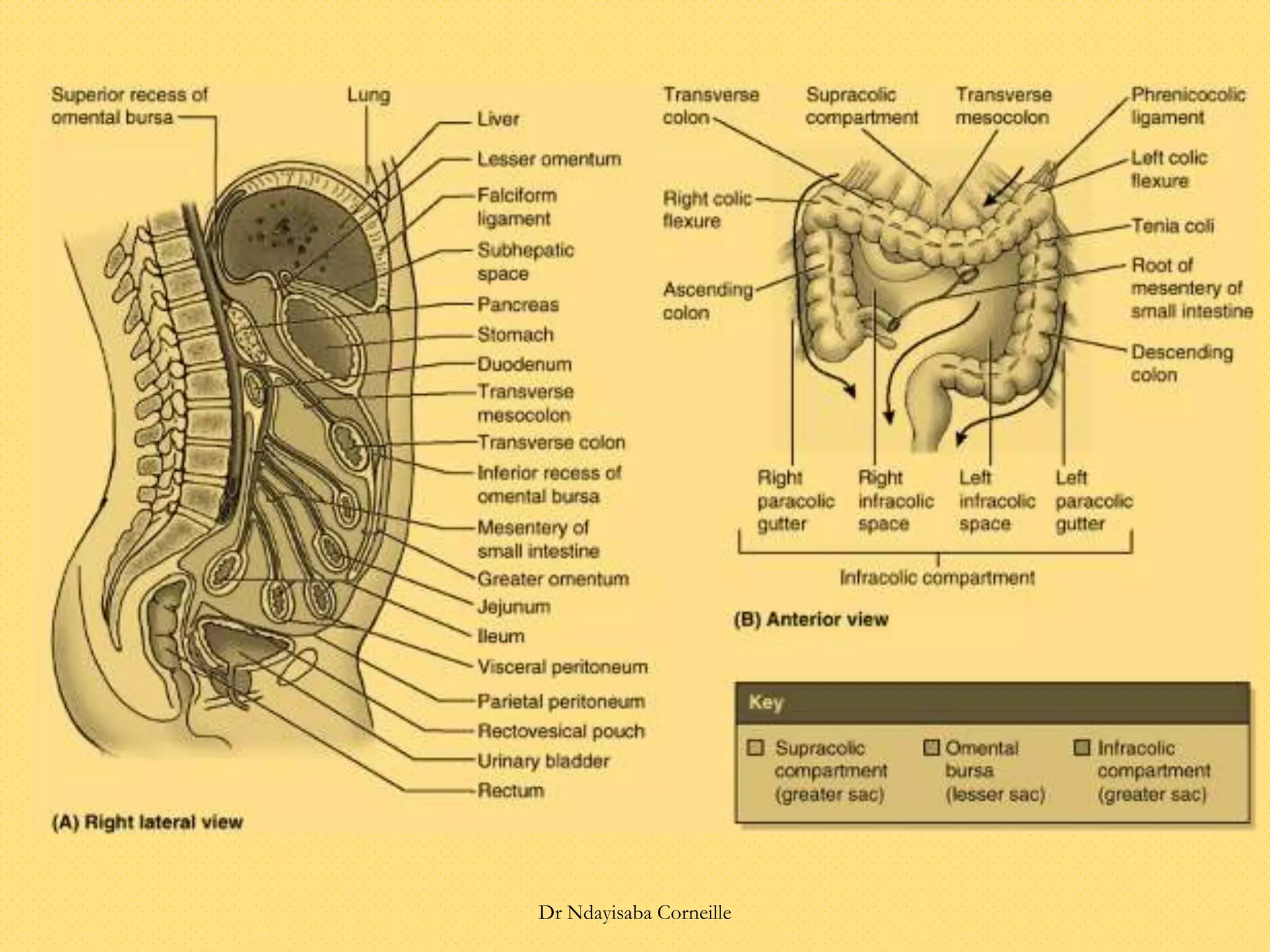 Dr Ndayisaba Corneille
 