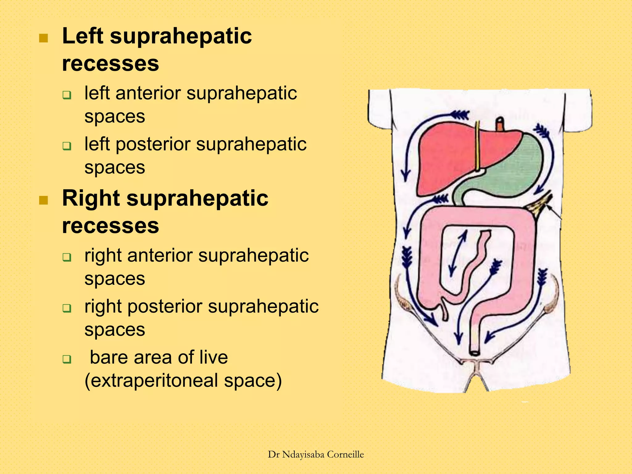  Left suprahepatic
recesses
 left anterior suprahepatic
spaces
 left posterior suprahepatic
spaces
 Right suprahepatic
recesses
 right anterior suprahepatic
spaces
 right posterior suprahepatic
spaces
 bare area of live
(extraperitoneal space)
Dr Ndayisaba Corneille
 