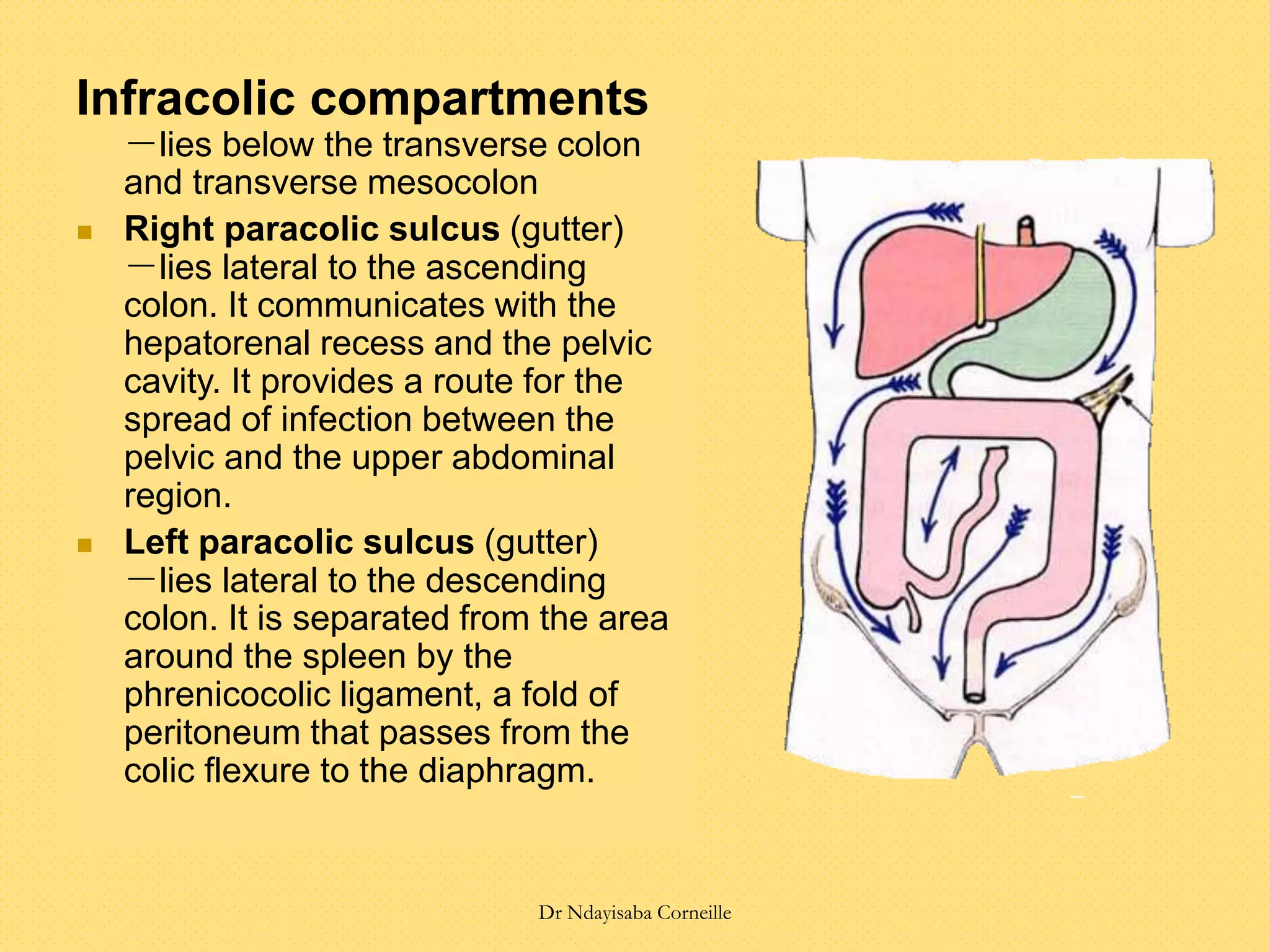 Infracolic compartments
－lies below the transverse colon
and transverse mesocolon
 Right paracolic sulcus (gutter)
－lies lateral to the ascending
colon. It communicates with the
hepatorenal recess and the pelvic
cavity. It provides a route for the
spread of infection between the
pelvic and the upper abdominal
region.
 Left paracolic sulcus (gutter)
－lies lateral to the descending
colon. It is separated from the area
around the spleen by the
phrenicocolic ligament, a fold of
peritoneum that passes from the
colic flexure to the diaphragm.
Dr Ndayisaba Corneille
 