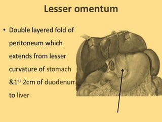 Peritoneum Defect The peritoneum and peritoneal cavity.pptx