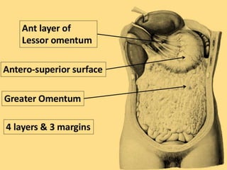 Peritoneum Defect The peritoneum and peritoneal cavity.pptx
